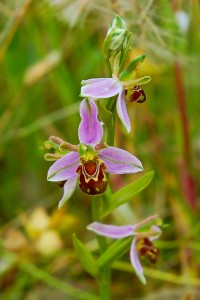 bee orchid   